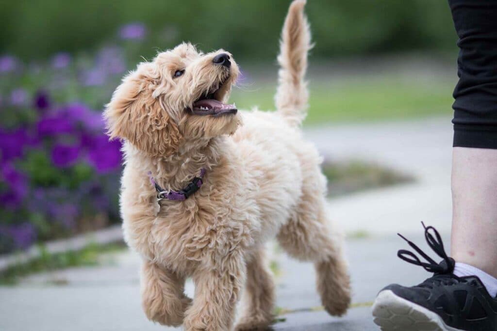 Miss Molly — Geneviève met hond