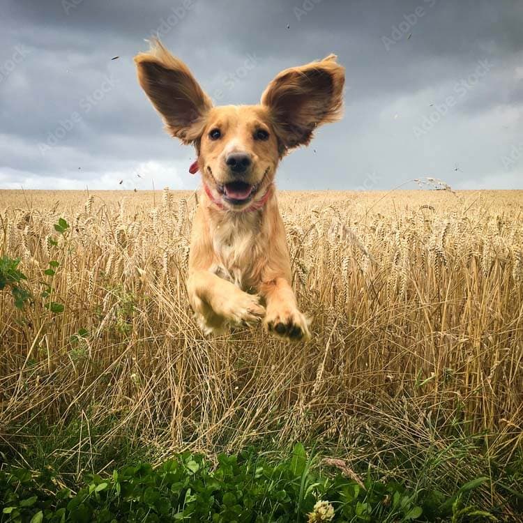 Hond in een korenveld