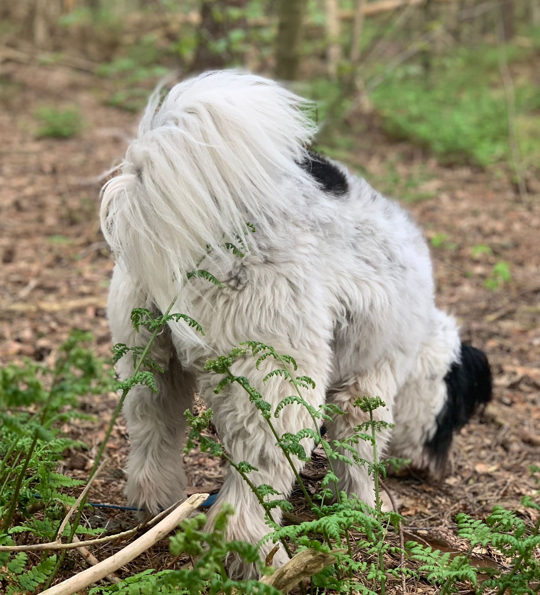 Ga prikkelvrij wandelen — zo leer je je hond ontspannen lopen