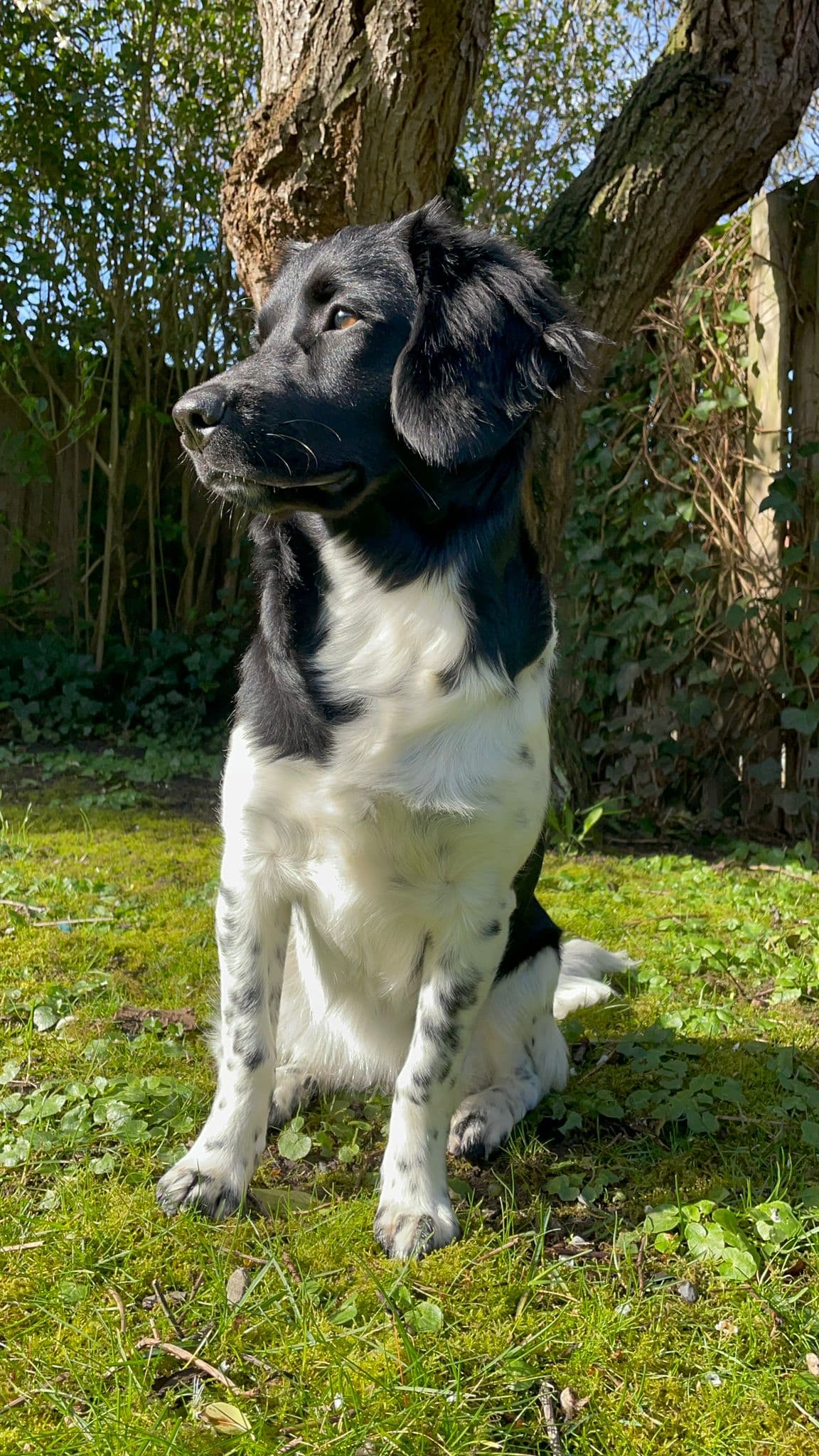 Baloe — Mechelse Herder, Montfoort