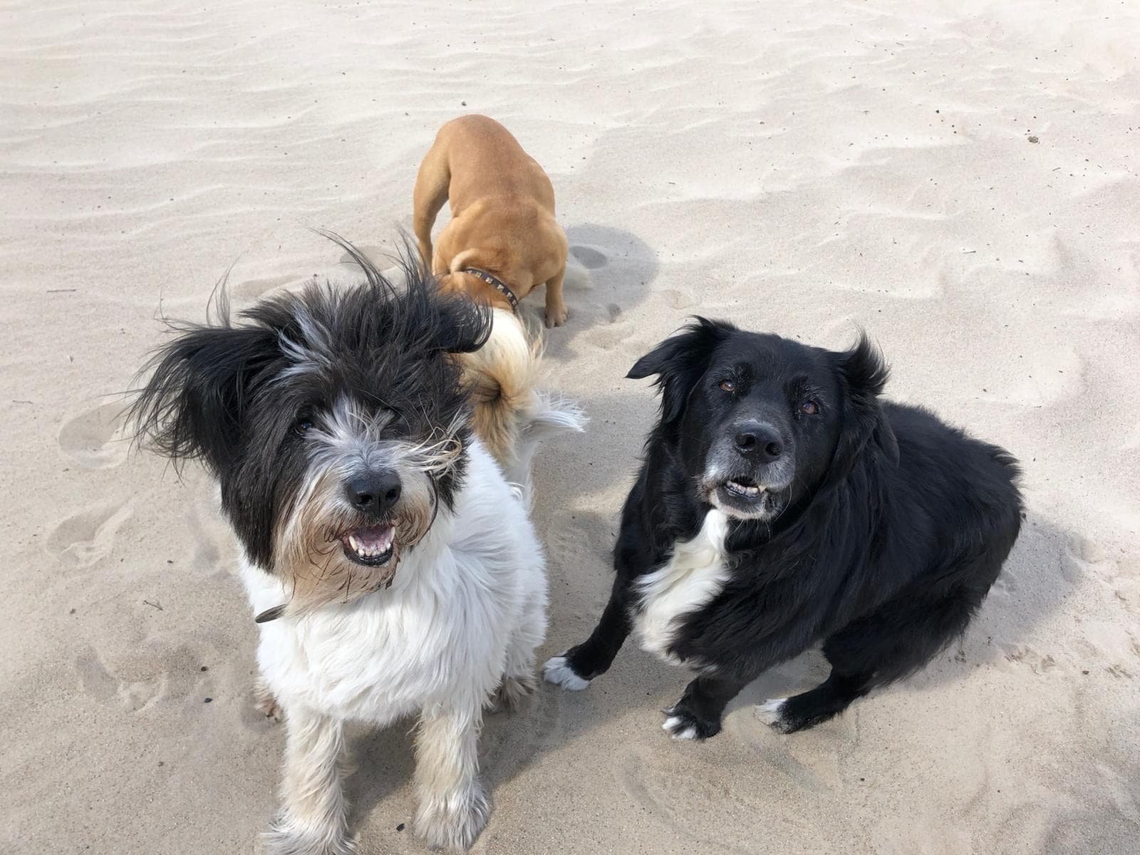 Twee seniore honden aan de wandel: Molly en Banjer