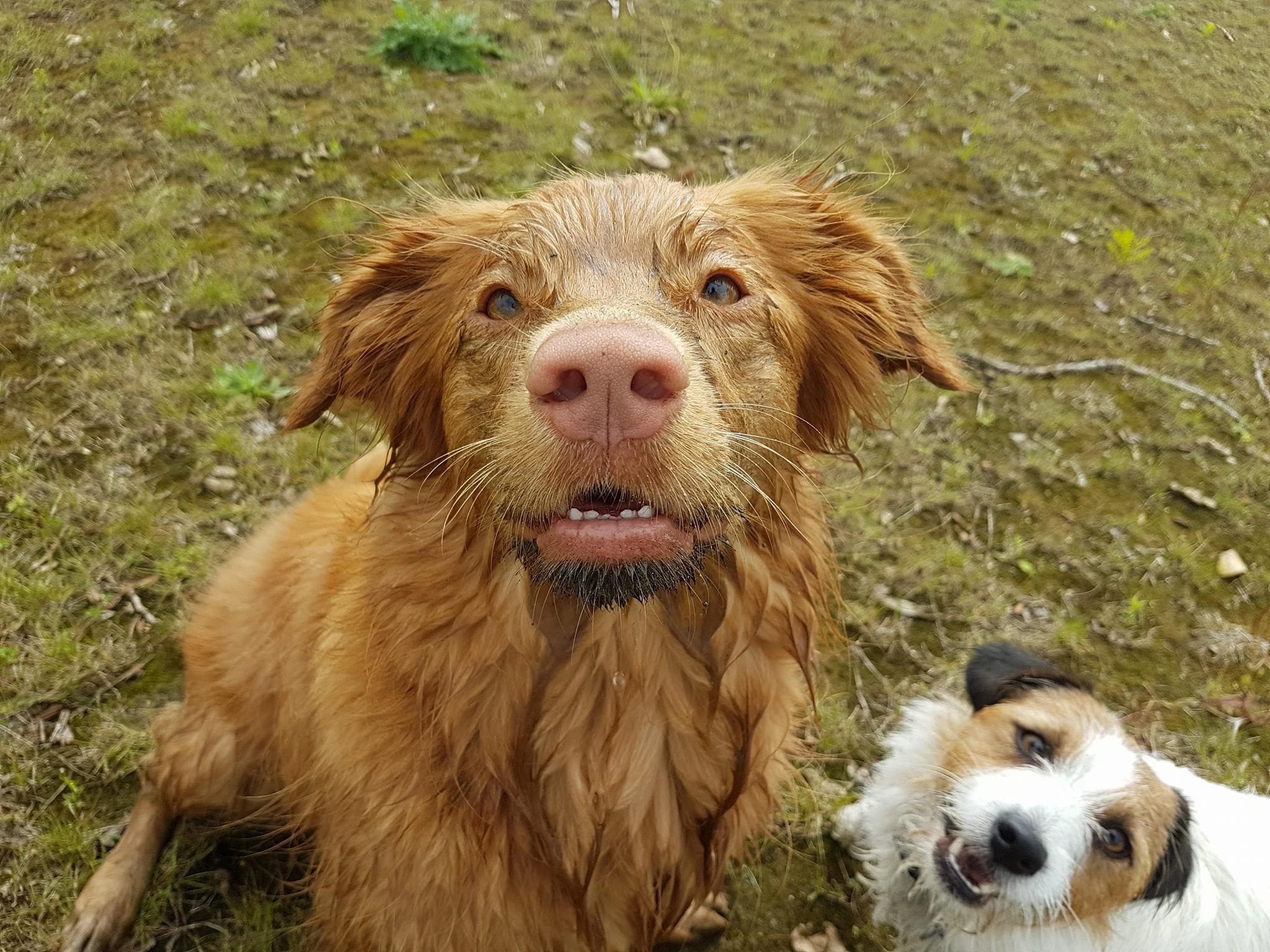 Jouw hond wil werken — geef hem een taak en zie hem bloeien